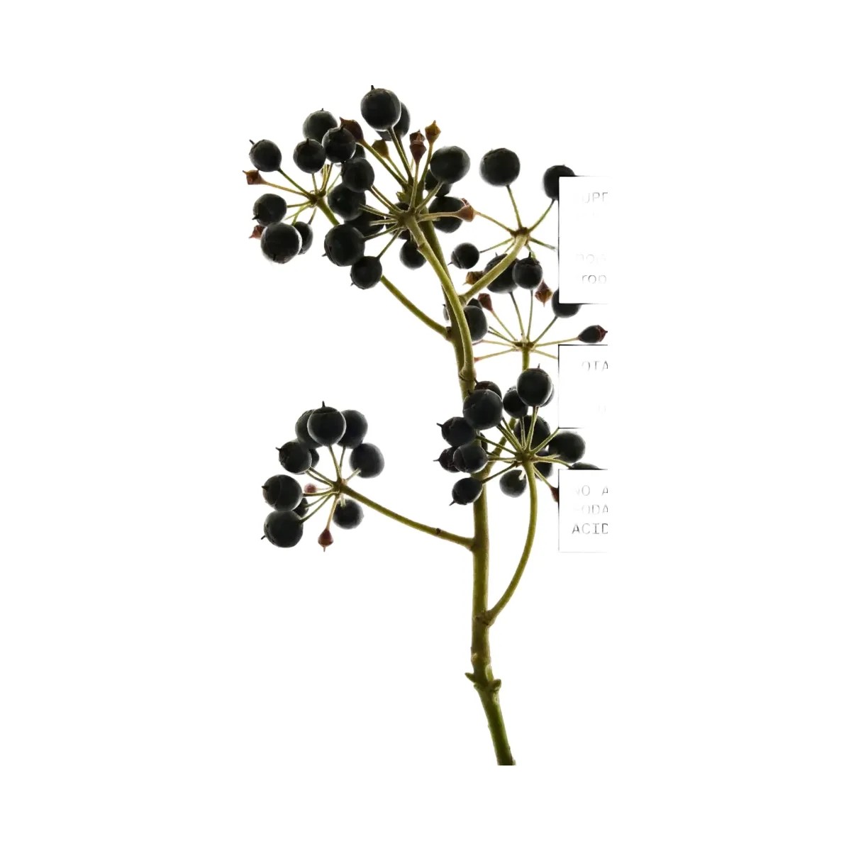 Glossier Deodorant Refillable Case + YOU Refill Set - HypeFly India View 4