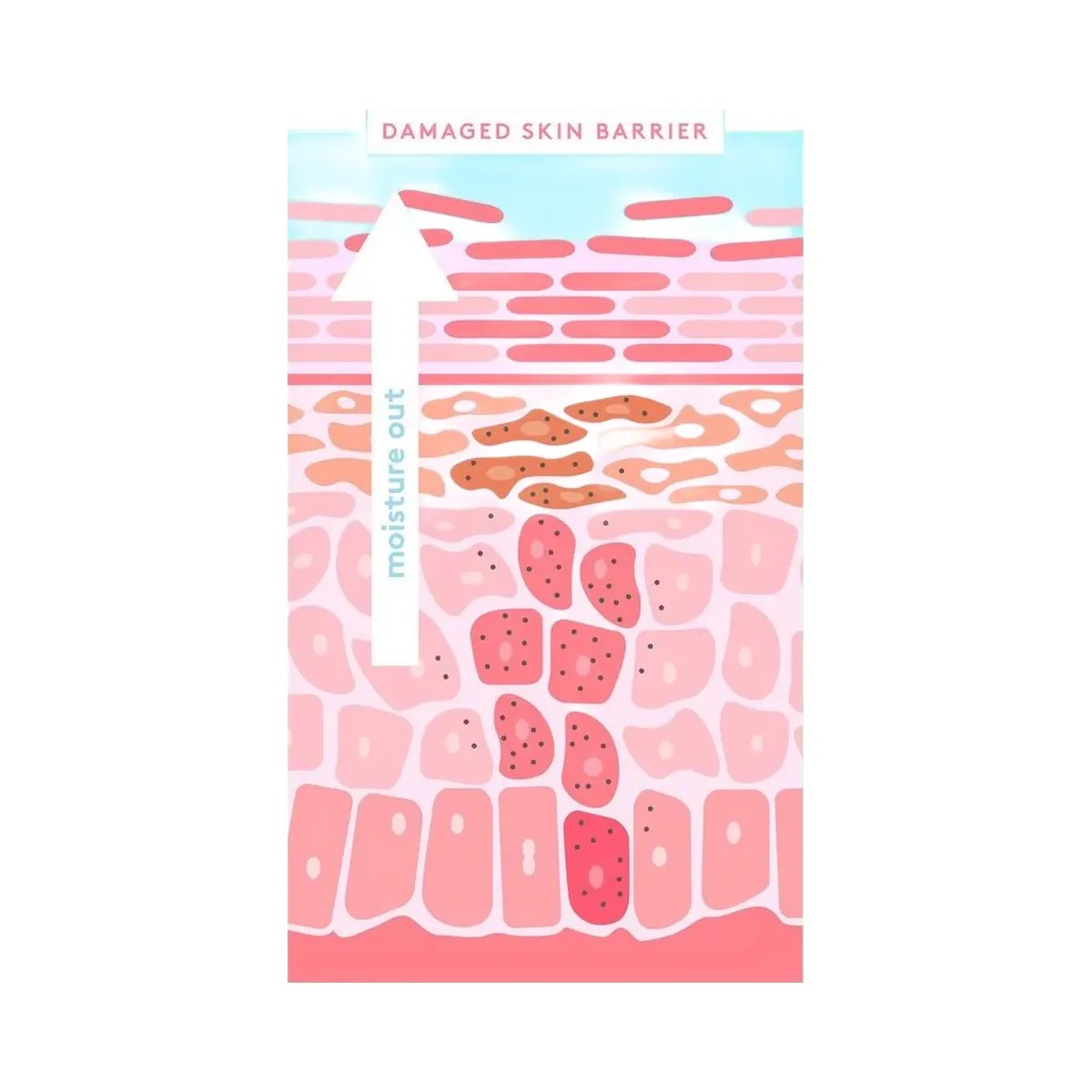 Drunk Elephant Bora Barrier Repair Cream - HypeFly India View 5