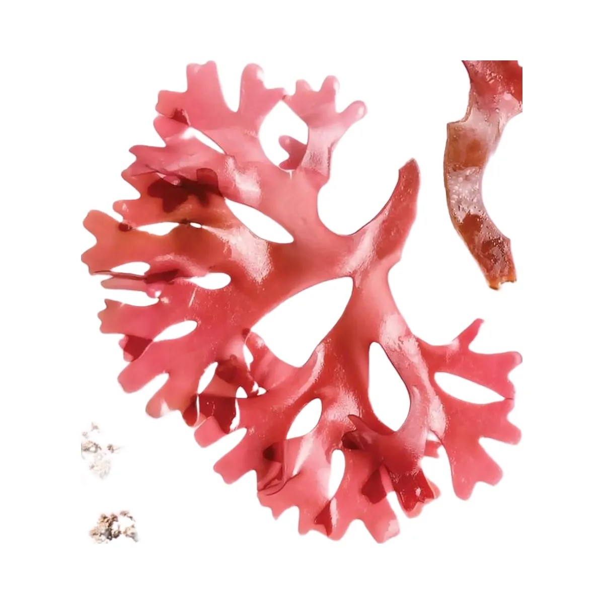 TATCHA The Kissu Lip Treatment Volume-Restoring Lip Serum - HypeFly India View 5