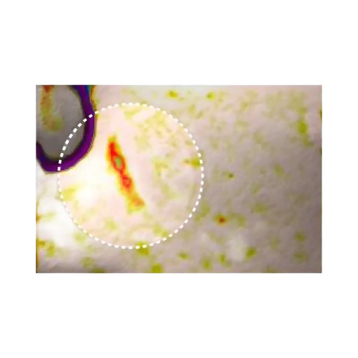 ANUA PDRN Collagen Melting Patch For Glass Skin - HypeFly India View 4