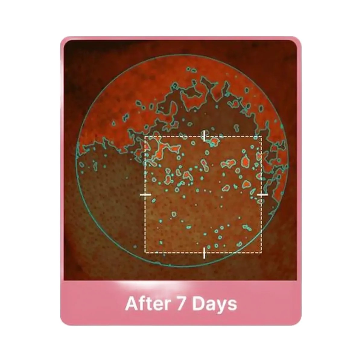 medicube PDRN Pink Collagen Toning Gel Toner Pad - HypeFly India View 5