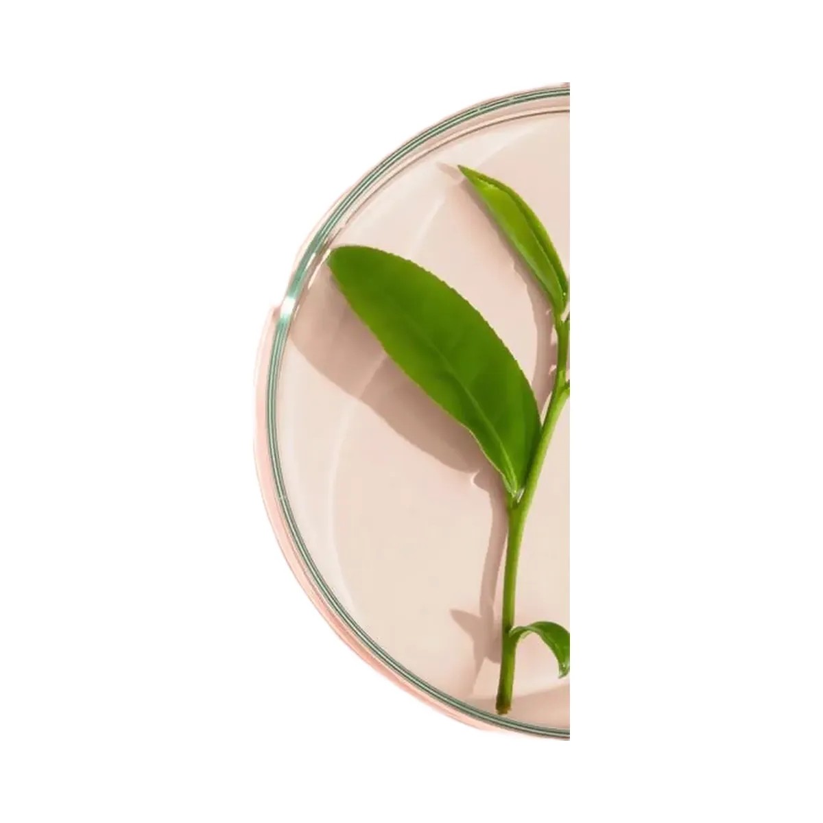 PEACH & LILY Hydrobubble Deep Foam Cleanser - HypeFly India View 5